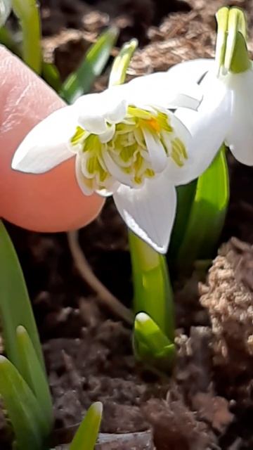 Нежно. Первые цветочки в саду.