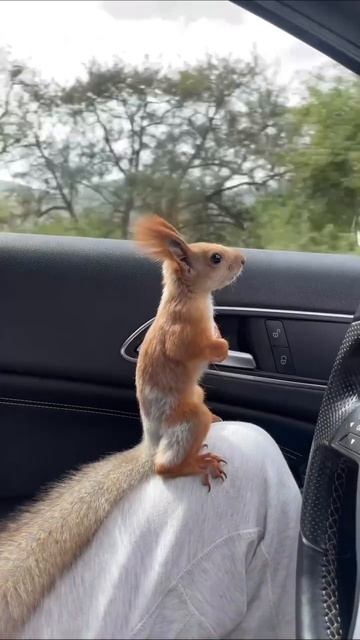 Белка путешественник😂