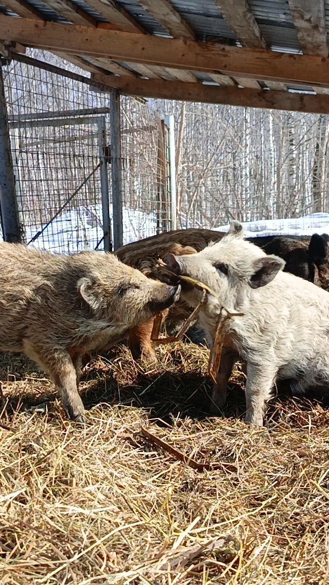 Реальные кабаны