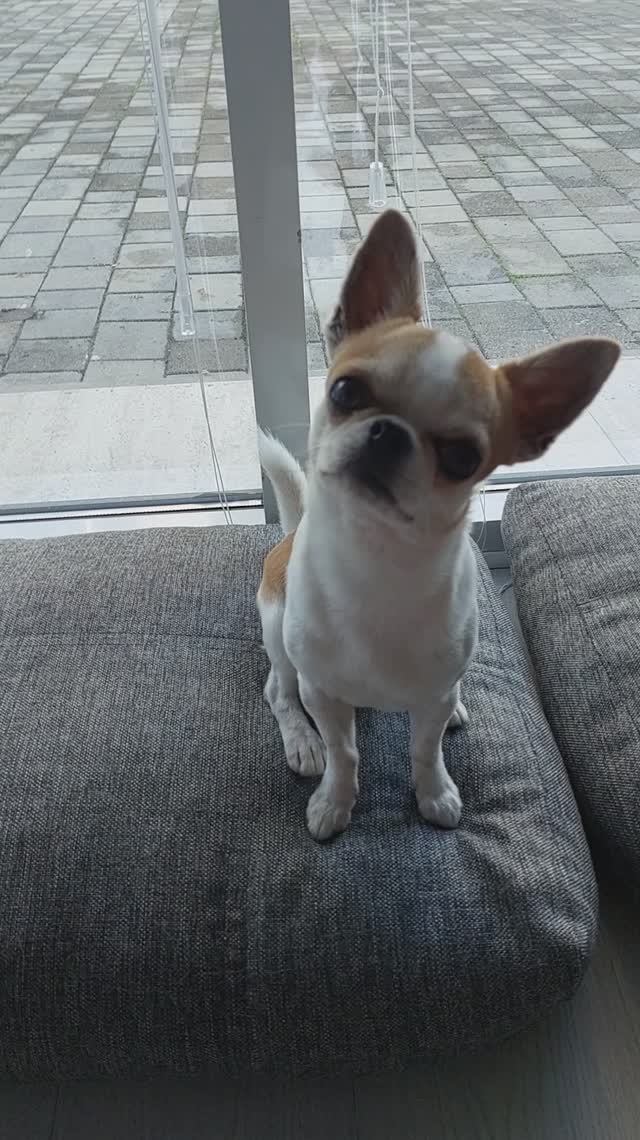 #ЧихуахуаРеди ❤️РЕДИ ИДЕТ НА ВСТРЕЧУ С РОКСИ