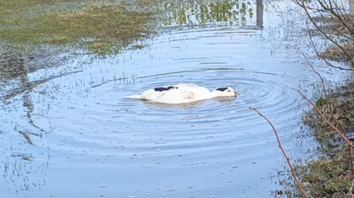 🦆Уточка Галя, знакомство 😉 гуляем, вот оно утиное счастье😁