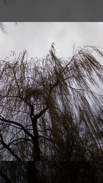 Ива (часть 2) моё личное стихотворение)