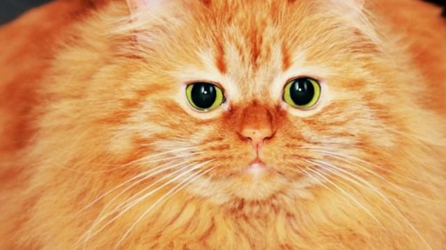 котики 🤣🤣🤣🤣😺😸😹😻😾👑