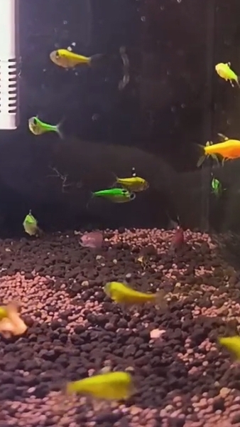 Пристелла ГЛО аквариумная рыбка для нано аквариумов!