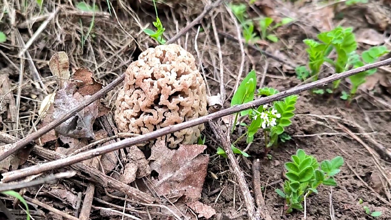 ПОШЛИ ПЕРВЫЕ ГРИБЫ! СТЕПНЫЕ СМОРЧКИ В АПРЕЛЕ. СБОР ГРИБОВ 2025. СМОРЧКИ В НАЧАЛЕ АПРЕЛЯ. ГРИБЫ.