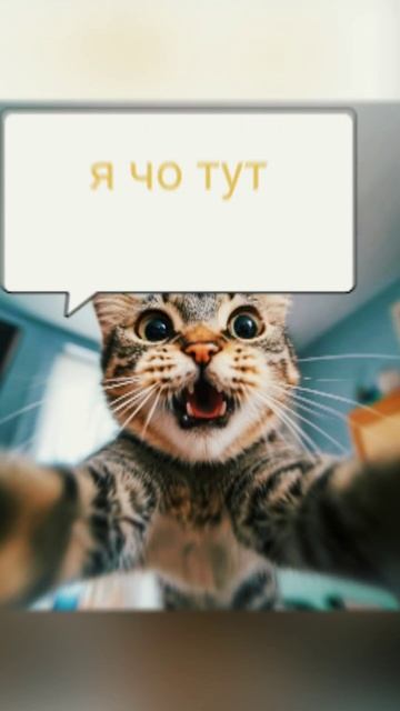 котики а чо кот рус а?