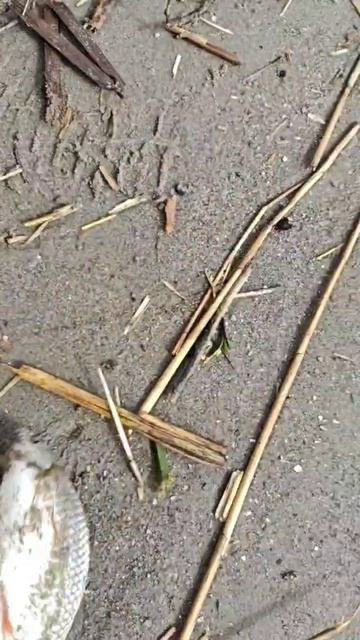 Гигантская плотва или Ваня пизд*к, не умеет ловить лещей. #текомуза30