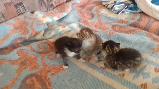 Три солнышка.