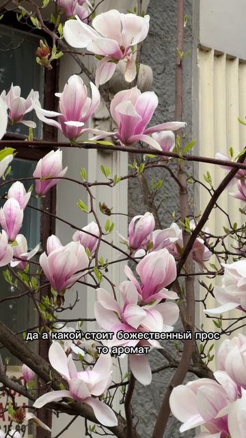 Ялта сегодня. Пушкинская улица. Весна в Крыму #ялта #ялта2026 #ялтасегодня