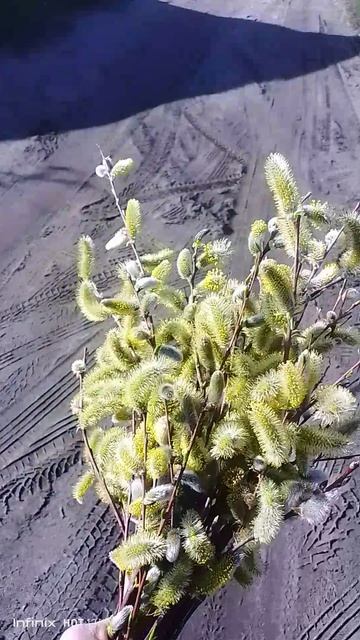 С Вербным Воскресением!