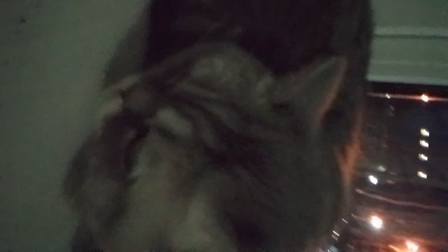 Я нашол кота