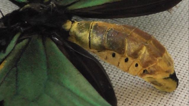 ИЗ МИРА: 213. Ornithoptera priamus (орнитоптера приам)