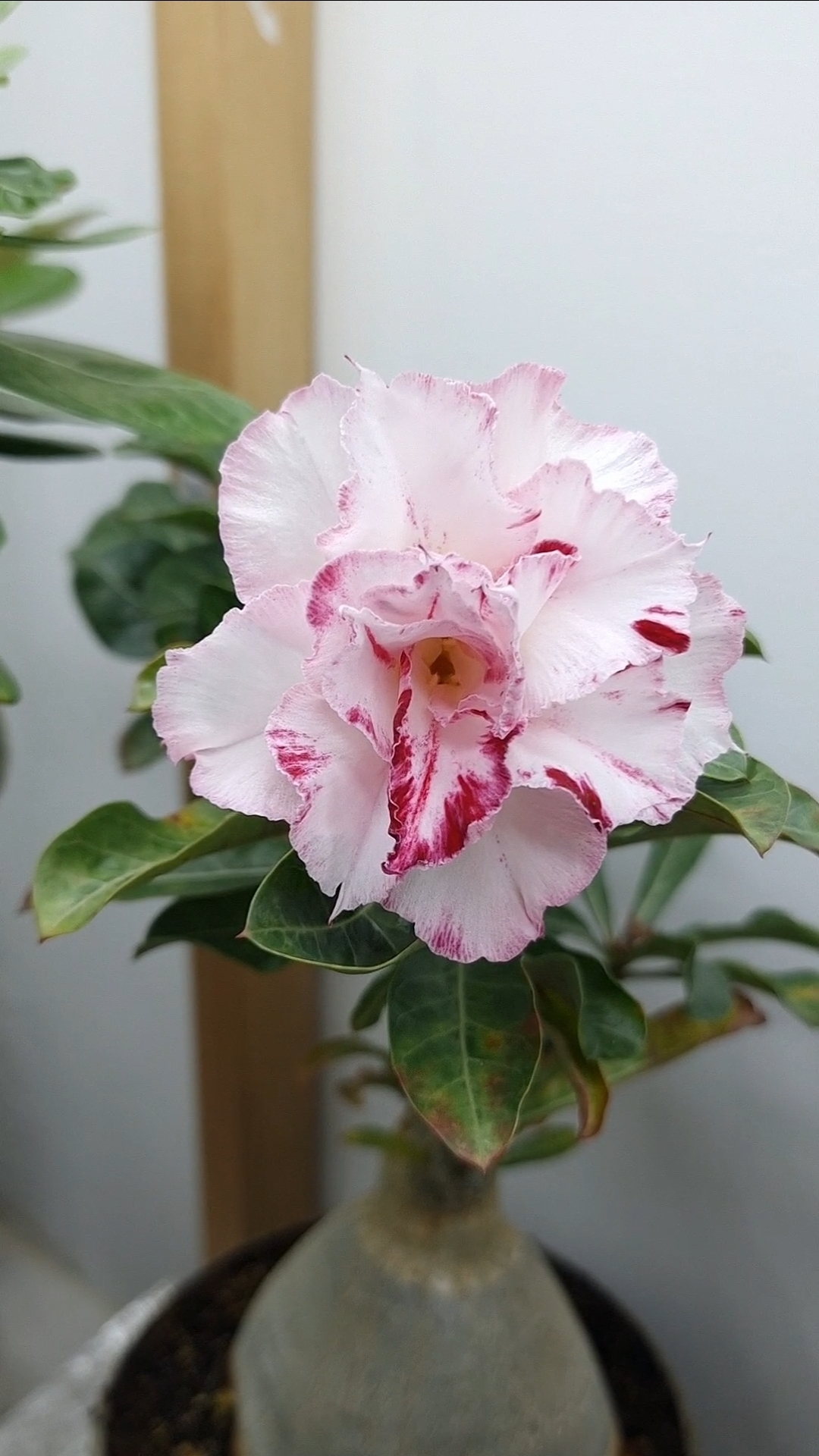 Адениум Blaclk Amaryllis Mut. Из вирусников самый любимый сорт.