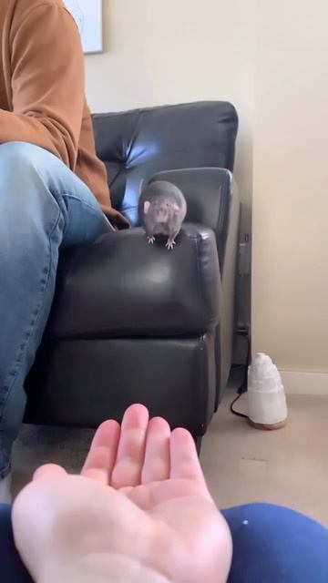 На олимпиаде, они получили бы золото, за такие прыжки