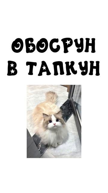 Японские имена для кошек