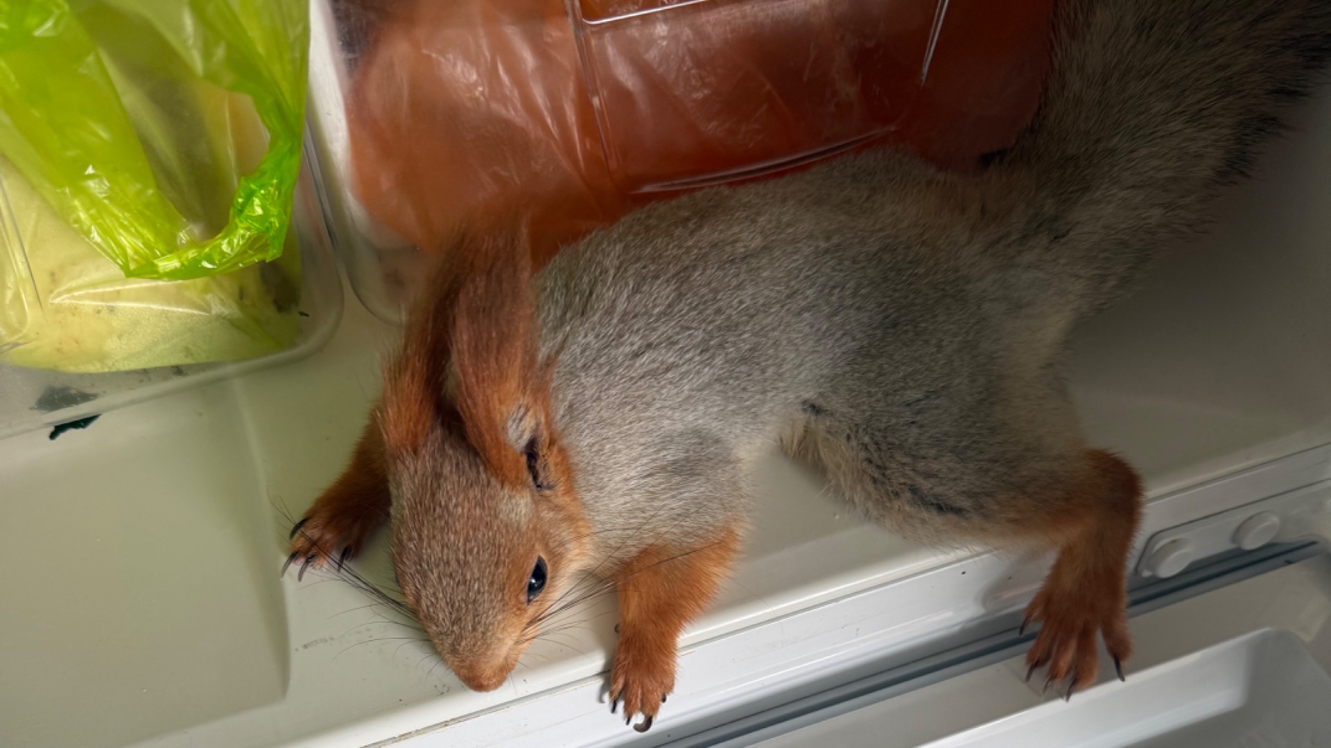 Прогулка по лесу с Белкой😁