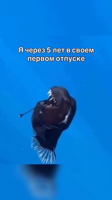 работа 
#юмор #работа #общепит #хасанстан #злойповар