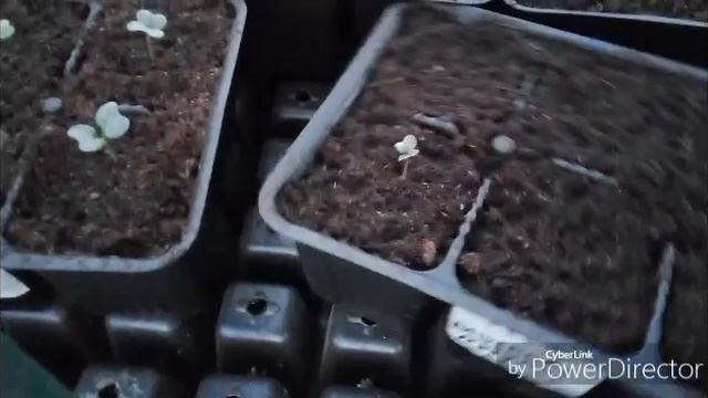 Готовлю ужин / Моя рассада, мой огород.