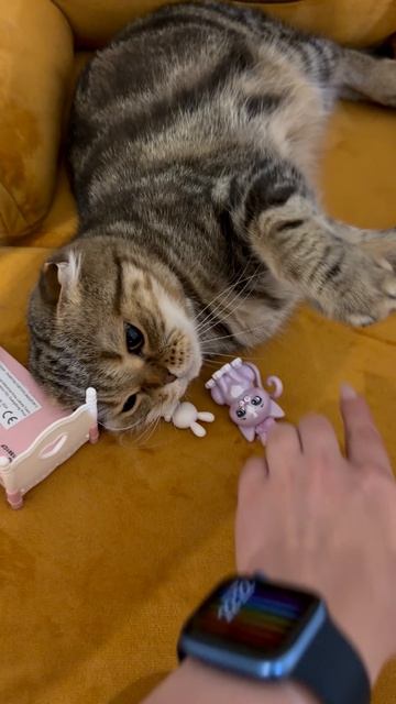 Милая шотландская вислоухая кошечка 😺🐱