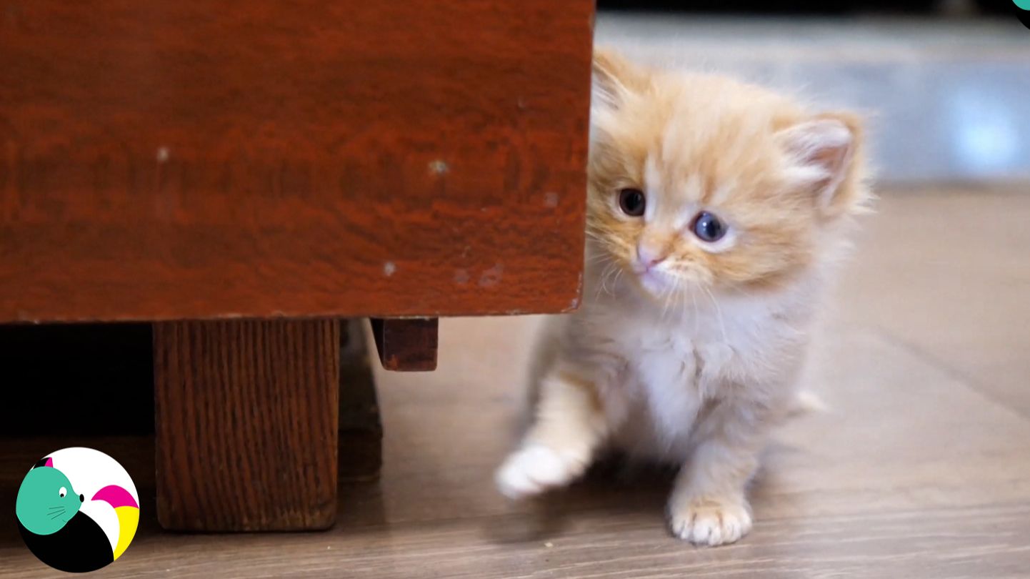 Зена и её котята веселятся.