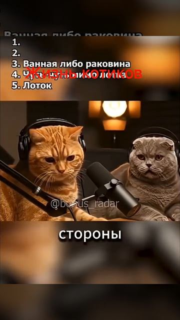 Коты и развлечения#кот#юмор#смешновидео
