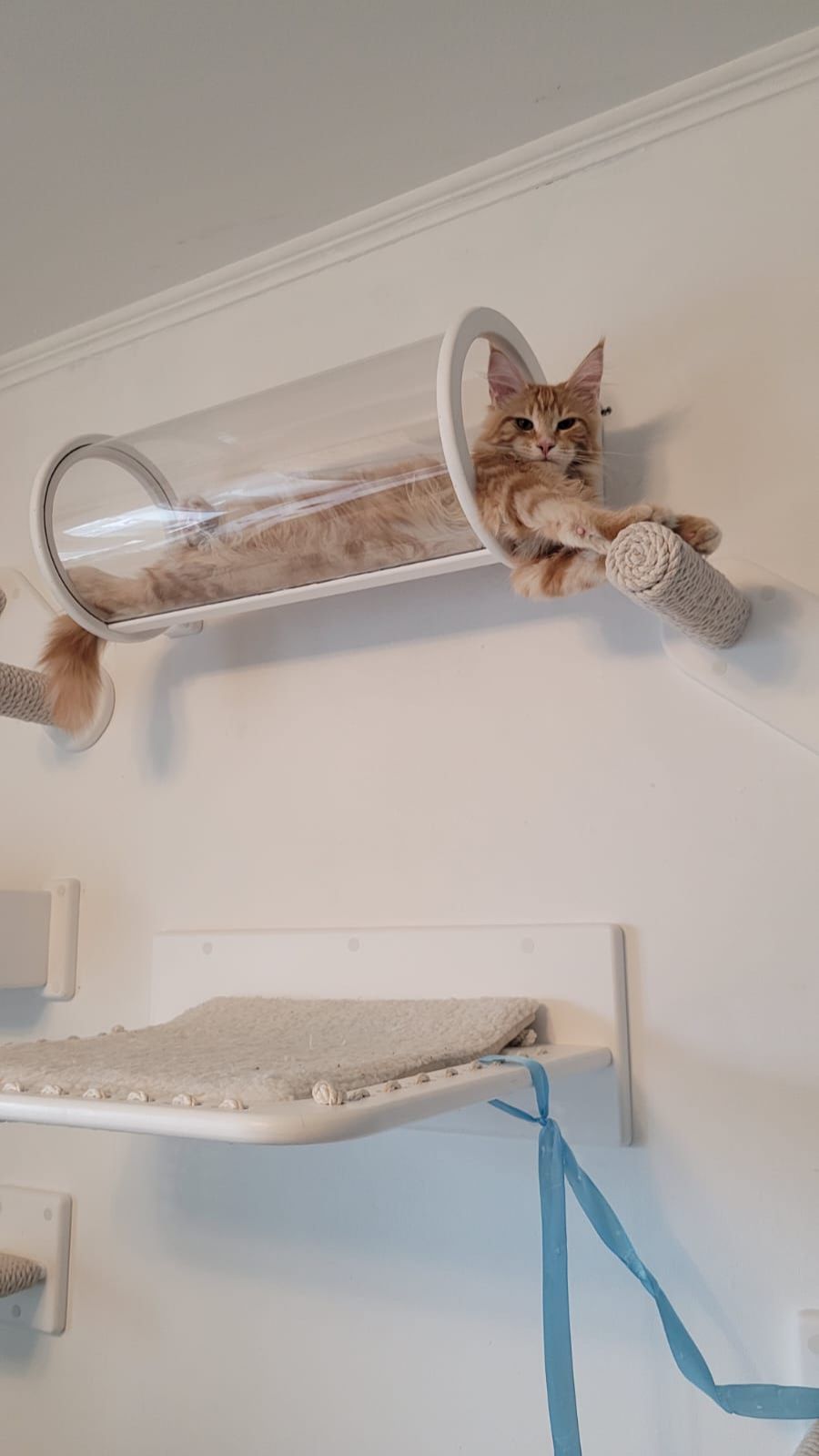 Что только не вытворяют наши любимые котики!