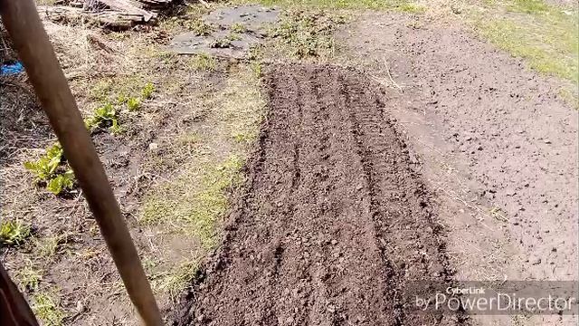 Сею с вами укроп.