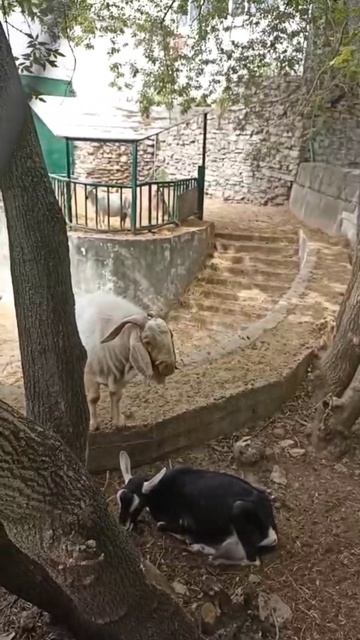 я козëл хочу и гавкаю 🤣🤣🤣