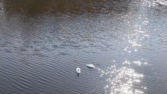 Лебеди на лесном озере