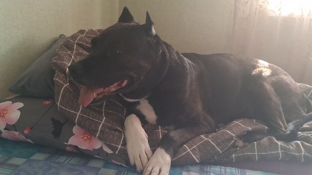 С вербным воскресеньем🌷☀️# утро# кому то на работу,а кто то будет отдыхать весь день♥️