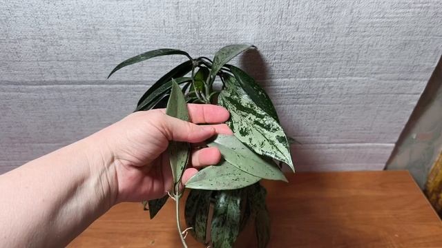 Хойя пубикаликс Сильвер Пинк и пубикаликс Сильвер Пинк хост.