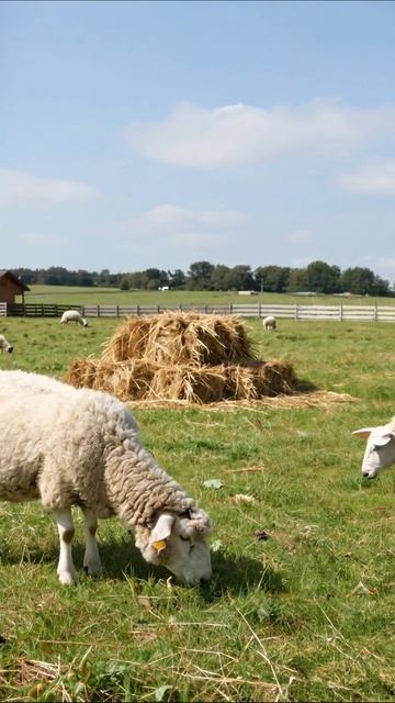 Очаровательная козочка на зеленом поле #козы #животные #природа