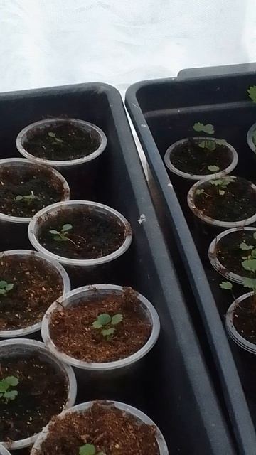 Рассада земляники