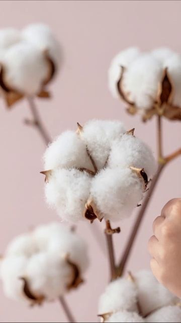 Красота хлопка: идеальный акцент для вашего интерьера #хлопок #декор #цветы