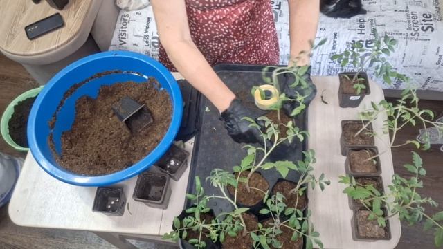 рассаживаю томаты в большую ёмкость