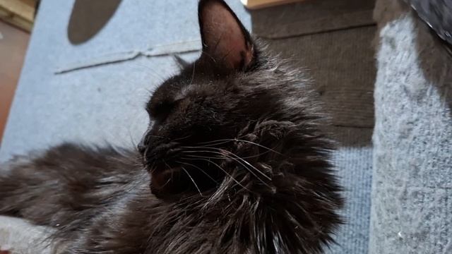 Алиса Кислер Кэт