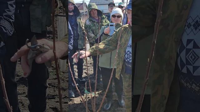 формирование дерева однолетки. залог хорошей кроны и хорошего урожая