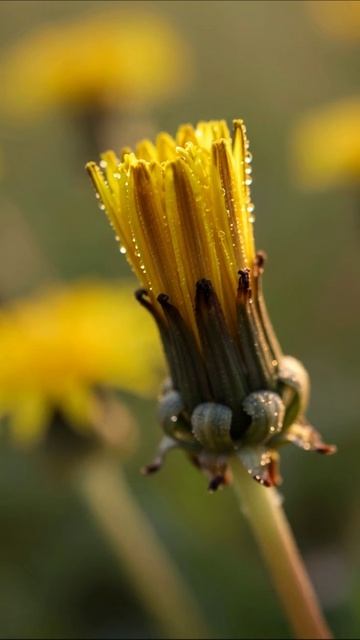 Красота одуванчиков: капли росы на лепестках #одуванчики #цветы #природа