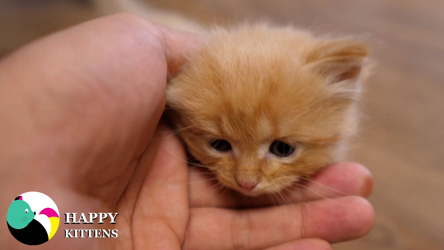 Милые рыжие котята любят свою маму-кошку.