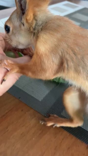 Прячем виноград😂