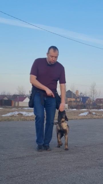 Как научить собаку ходить РЯДОМ #АлексейСаламатин #кинолог #стерлитамак #дрессировка #собака #щенок