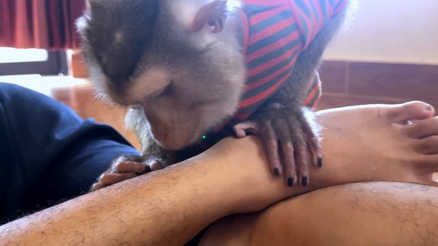 ASMR Уход от обезьянки |  Запускает мгновенный сон (No Talking)