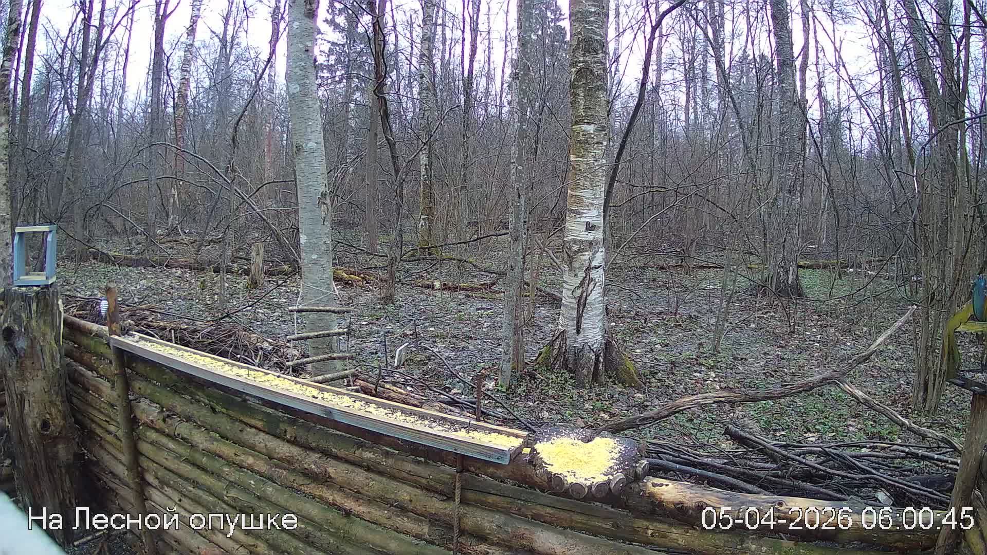 LIVE: На лесной опушке. Природа онлайн