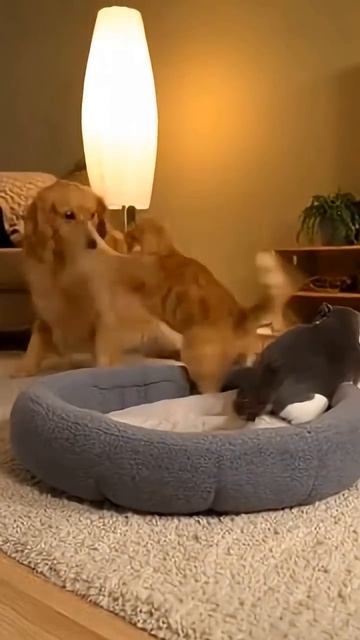 Коты Собака и мышь