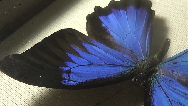 ИЗ МИРА: 214. Papilio ulysses (парусник улисс)
