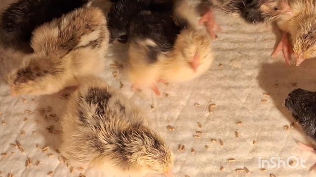 3592237d34388c0149a2a5ea2c2caf71