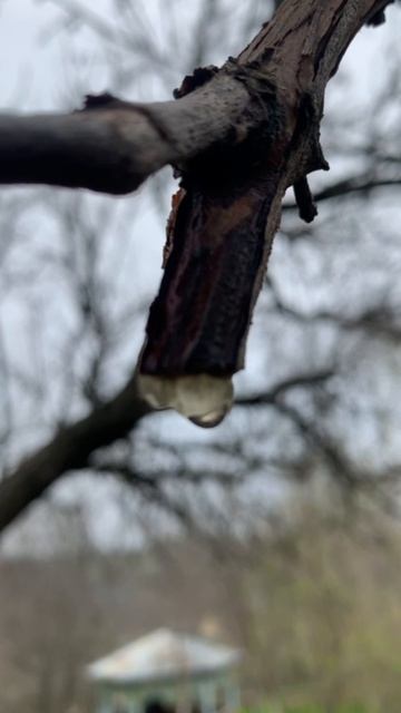 Изабелла лечит себя сама? Прозрачная смола на срезах.