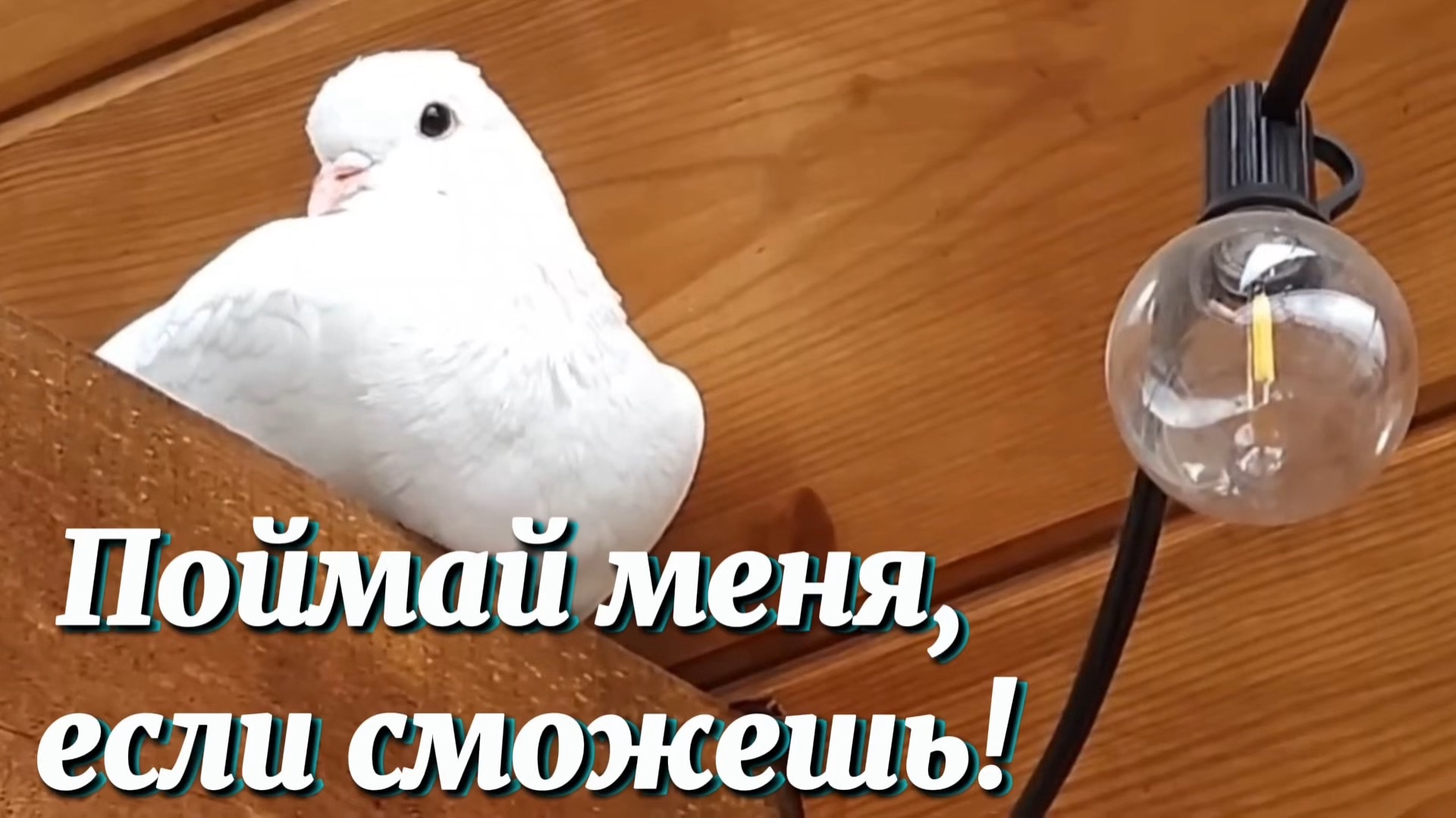 Поймай меня, если сможешь!🕊️Голубь-путешественник, новый дом для🐣 ЦЫПЛЯТ, а СОВА спасла положение