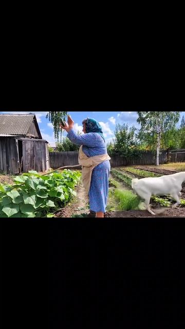 Бабка вырастила огурец… коза Машка сделала ТАКОЕ 💀🐐