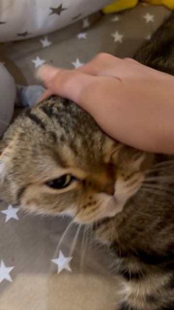 Милая шотландская вислоухая кошечка 😺🐱